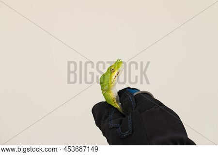 Corallus Caninus - Green Snake Coiled Into A Ball.