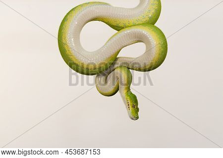 Corallus Caninus - Green Snake Coiled Into A Ball.