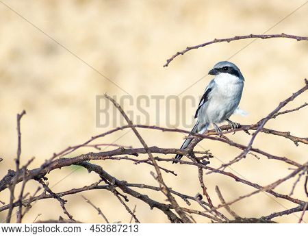 Great Gray Shrike (lanius Exubitor) Perching On A Tree