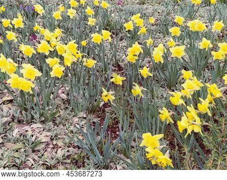 Yellow Daffodils On A Lawn Or Flower Bed In An Urban Environment. Landscaping. Narcissus Narcissus I
