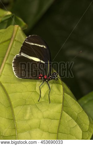 The False Zebra Longwing Or Atthis Longwing (heliconius Atthis).