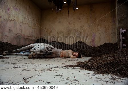 Venice, Italy - April 20: Installation by Uffe Isolotto, We Walked the Earth, Pavilion of Denmark at the 59th International Art exhibition of Venice biennale on April 20, 2022