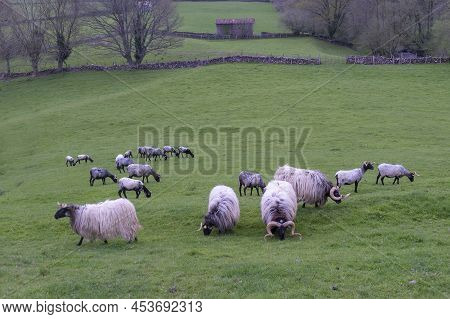 Herd Of Sheep And Rams Grazing In A Green Pasture, Sheep With White Wool And Black Face, Lacha Or La