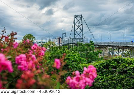 Hercilio Luz Cable Stayed Bridge With Tropical Pink Flowers In Florianopolis, Brazil
