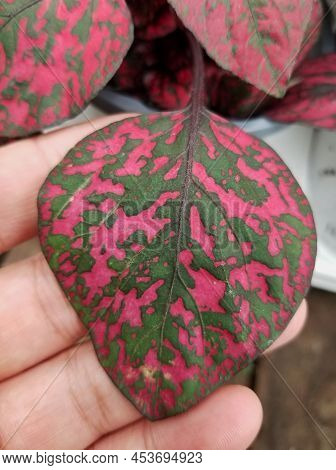 Dark Green And Bright Pink Leaf Of Hypoestes Phyllostachya