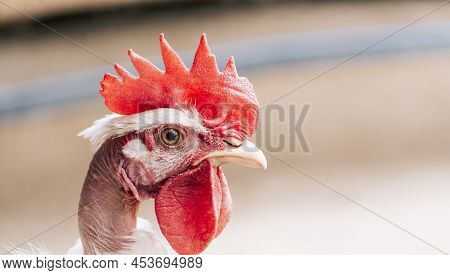 Portrait Of A Rooster, Close Up Of A Rooster With A Red Crest, Head Of A Rooster With A Red Crest Is