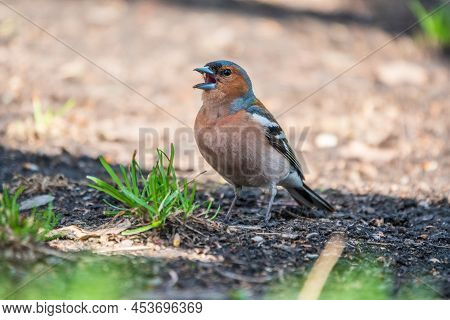 The Common Chaffinch, Fringilla Coelebs, Sits On The Ground In Spring. Beautiful Forest Bird Common 