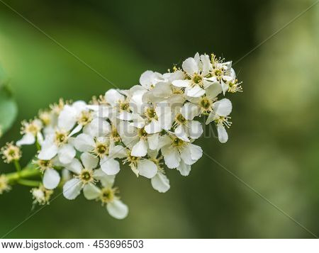 White Flowers Blooming Bird Cherry. Close-up Of A Flowering Prunus Padus Tree With White Little Blos