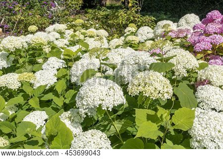 Hydrangea Macrophylla Is A Species Of Flowering Plant In The Family Hydrangeaceae