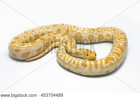 Albino Burmese Python Snake Molurus Bivittatus Isolated On White Background