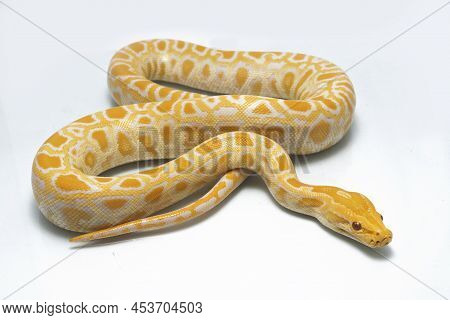 Albino Burmese Python Snake Molurus Bivittatus Isolated On White Background
