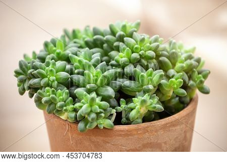 Indoor Potted Plant Pachyphytum Compactum. A Tropical Succulent Plant Native To Mexico