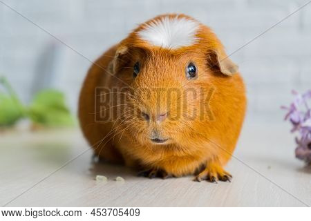 The Red Domestic Guinea Pig Cavia Porcellus, Also Known As Cavy Or Domestic Cavy