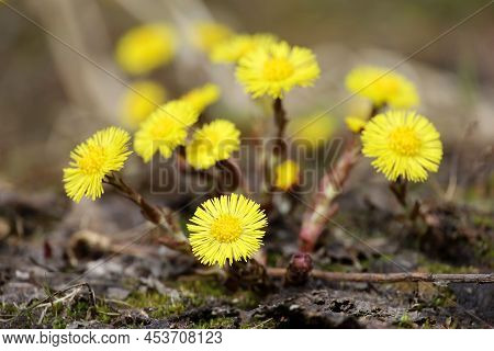 Coltsfoot Flowers On A Glade In Spring Forest. Blooming Mother And Stepmother