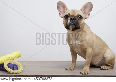 Purebred Dog French Bulldog With A Funny Black Muzzle With Big Ears And Black Eyes Sits Posing Next 