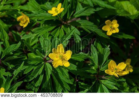 Anemone Ranunculoides, The Yellow Anemone, Yellow Wood Anemone Or Buttercup Anemone