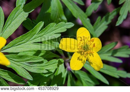 Anemone Ranunculoides, The Yellow Anemone, Yellow Wood Anemone Or Buttercup Anemone
