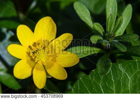 Bright Yellow Flowers Of Ficaria Verna Against A Background Of Green Leaves In Early Spring