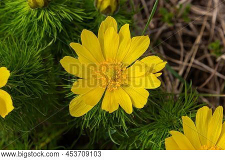Adonis Vernalis Is A Perennial Flowering Plant In Sping Garden. Adonis Vernalis Is A Medicinal Plant