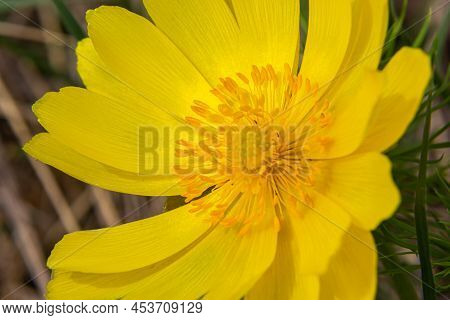 Yellow Forest Flowers Adonis Vernalis, Pheasant's Eye, Spring Pheasant's Eye, Yellow Pheasant's Eye,