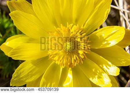 Yellow Forest Flowers Adonis Vernalis, Pheasant's Eye, Spring Pheasant's Eye, Yellow Pheasant's Eye,