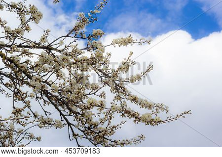 Prunus Cerasifera Blooming White Plum Tree. White Flowers Of Prunus Cerasifera