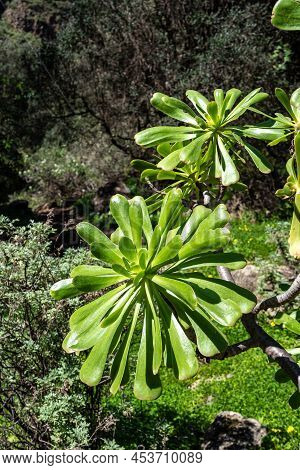 Footpath Through Lush Landscape Of Barranco De Los Cernicalos Along Small Water Stream. Gran Canaria