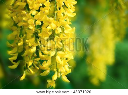 Ramo di acacia gialla