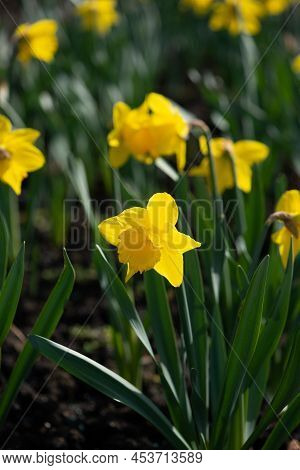 Large Cupped Daffodil, Narcissus Pentewan On Flowerbed