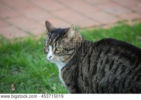 Portrait Of A Free-roaming Tabby Cat In The Village.