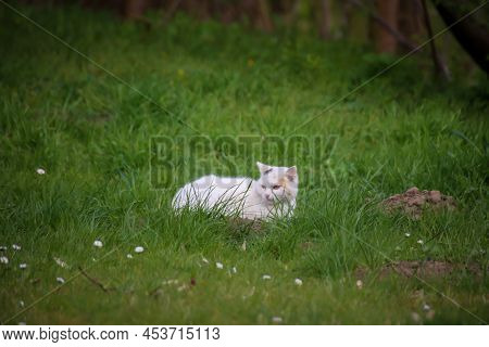 A White Cat In The Grass Observes The Surroundings.