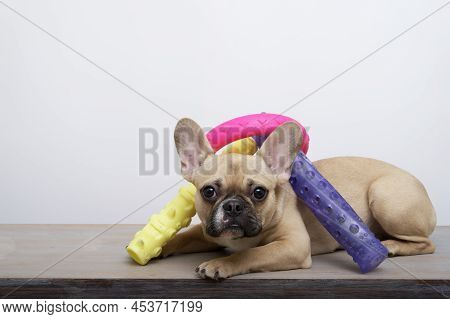 Purebred Dog Sad French Bulldog With A Funny Black Muzzle With Big Ears And Black Eyes Sits Posing N