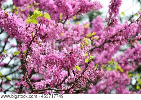 Cercis Siliquastrum Blooming Tree. Pink Flowers Background. Judas Tree Branches In Pink Blossom. Bea