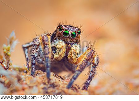 Spider Portrait, Jumping Spider Portrait - Aurelius V-insignitus