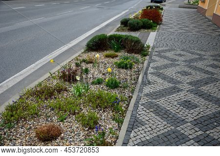 Flower Beds An Street With Cobbled Sidewalks Stone Cobblestone Mosaic. Spring Bulbs Bloom In Front O