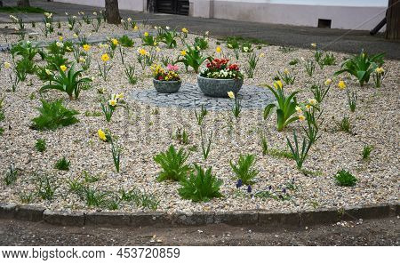 Flower Beds An Street With Cobbled Sidewalks Stone Cobblestone Mosaic. Spring Bulbs Bloom In Front O