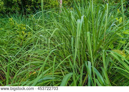 Lemongrass Bush, Cymbopogon, Grow On A Farm In Zanzibar, Tanzania