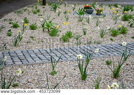 Flower Beds An Street With Cobbled Sidewalks Stone Cobblestone Mosaic. Spring Bulbs Bloom In Front O