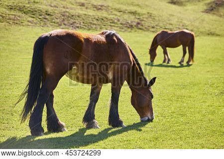 Horses In A Green Valley. Castilla Y Leon Landscape. Spain