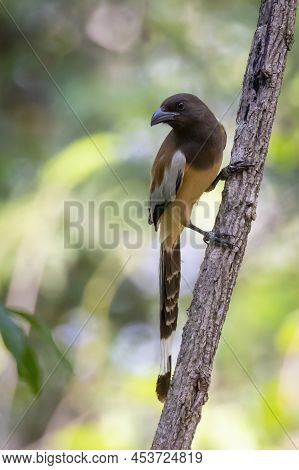 Image Of Rufous Treepie ( Dendrocitta Vagabunda) On The Tree Branch On Nature Background. Bird. Anim