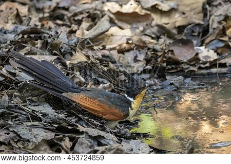 Image Of Chestnut-winged Cuckoo (clamator Coromandus) Standing And Drinking Water On Nature Backgrou