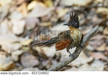 Image Of Chestnut Winged Cuckoo On A Tree Branch On Nature Background. Bird. Animals.