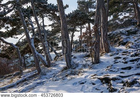 Wonderful And Scenic Winter Landscape In Austria. Lower Austria. Moedling.