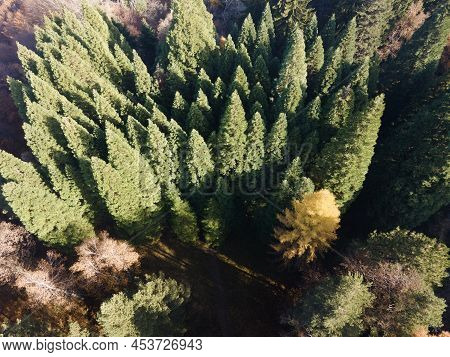 Aerial View Of Old Sequoia Forest Near Village Of Bogoslov, Kyustendil Region, Bulgaria