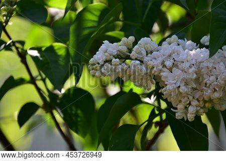 Lilac White Spring Flower Close Upin The Sunshine