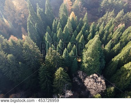 Aerial View Of Old Sequoia Forest, Bulgaria