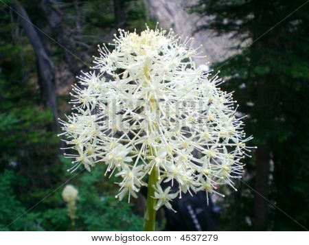 Beargrass
