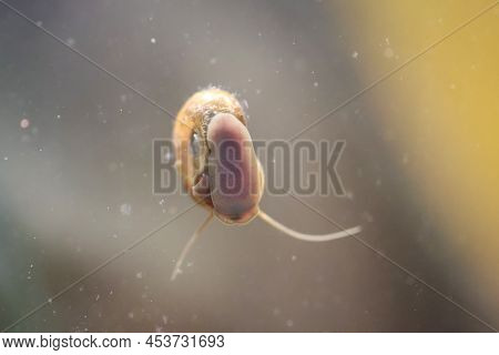 A Post Horn Snail In The Aquarium. Its Shell Is Shaped Like A Post Horn.