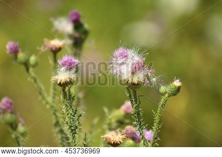Close-up Of Spiny Plumeless Thistle Seeds And Flowers With Green Blurred Plants And Flowers On Backg