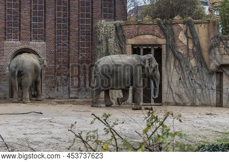 Asian Elephants (elephas Maximus), Is The Only Living Species Of The Genus Elephas And Is Distribute